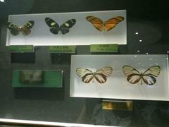 -上海昆虫博物馆