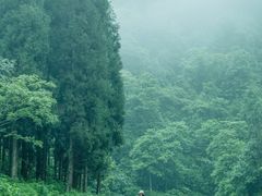 -龙苍沟森林公园