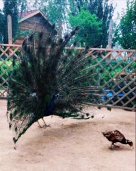 -萌宠亲子动物乐园(槐房万达店)