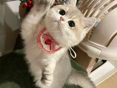 -小猫来了·猫舍(红山六九七九店)
