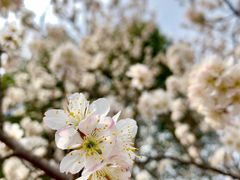 -上海吴淞炮台湾国家湿地公园