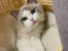 -momokira米努特·德文卷毛猫·棉花面纱犬