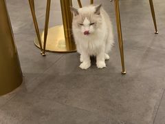 -飞行喵MR PILOT|猫舍·猫咖(静安大融城店)
