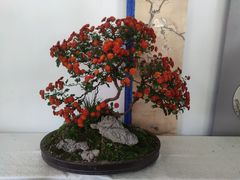 -杭州植物园