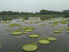 -荷塘月色湿地公园·向阳花洲