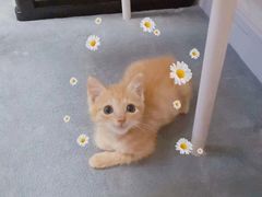 -爱侣宠医·鹦鹉专科·小型哺乳类·异宠专科(灵石路店)