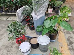 -金科花卉市场