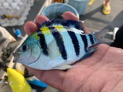 -小猫钓鱼海钓俱乐部(椰梦长廊店)