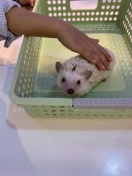 -Moni星球萌宠·小马宝莉·灵蛇·高端高阶全萌宠互动体验俱乐部(红豆国际广场店)