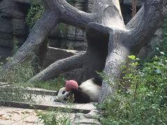 -北京动物园