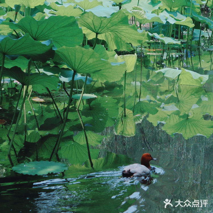 苏州旅游/园林经典拙政园🍃应该这样游～