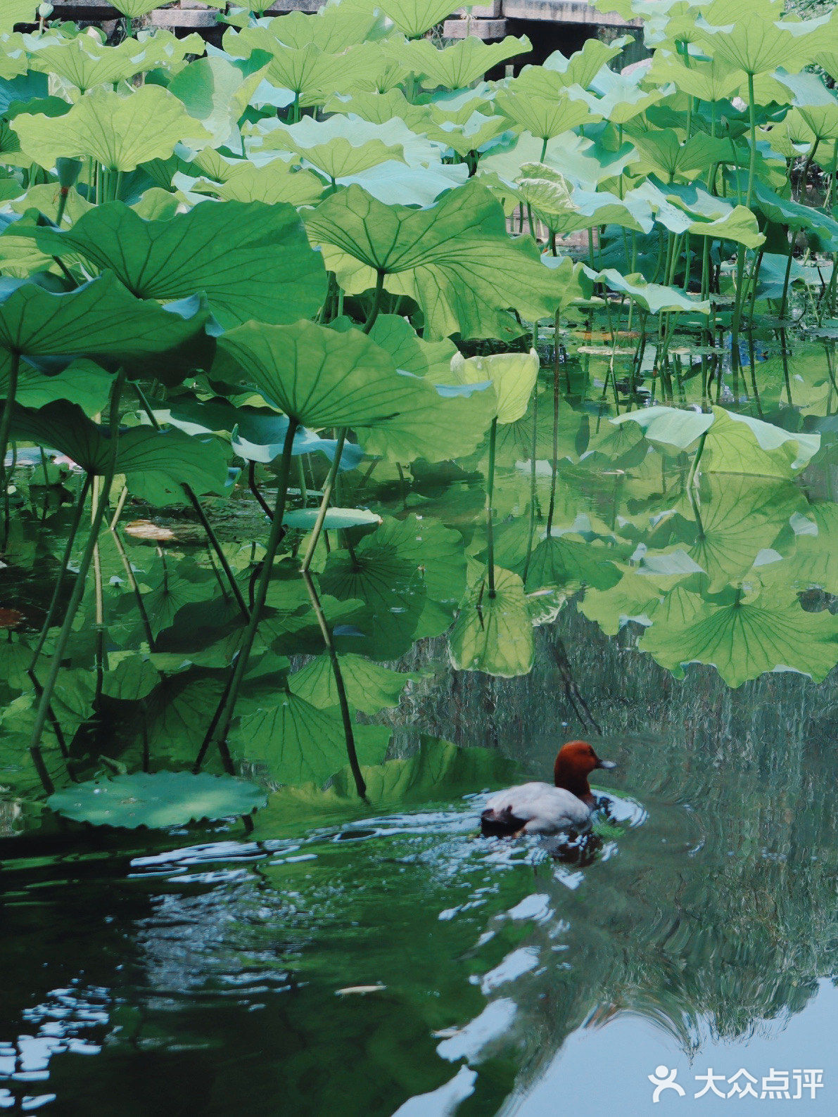 苏州旅游/园林经典拙政园🍃应该这样游～