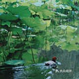 苏州旅游/园林经典拙政园🍃应该这样游～