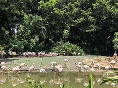 -广州长隆飞鸟乐园