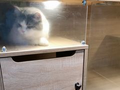 -PETKIT小佩宠物·低压洗护(国顺东路店)