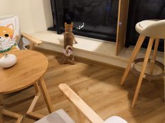 用餐区-柴犬小屋·柴餐厅·狗咖食堂(金鼎广场店)