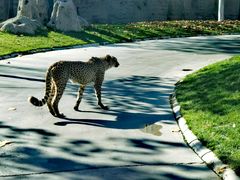 -北京野生动物园