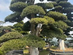 -龙大花卉苗木市场