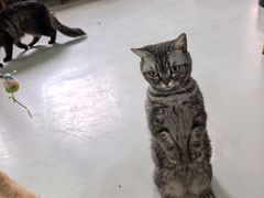 -豆逗聊愈猫阁Easy Life