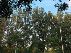 -东升文体公园