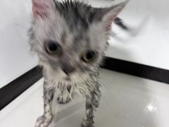 -博特宠物医院24h犬猫全科.骨科·异宠