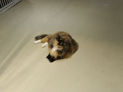 -藏猫猫咖啡主题馆(中央大道店)