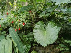 -海南热带野生动植物园