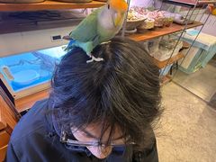 -吉丁鸟咖·异宠·寄养