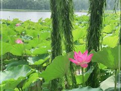 -莲花池公园