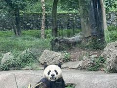 -都江堰中华大熊猫苑