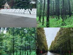 -日照海滨国家森林公园