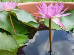 -维乐口腔医院(星海湾分院)