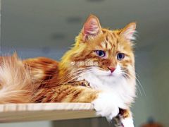 -平行世界·猫咖(首经贸店)