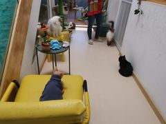 -猫在这儿猫咪咖啡馆·撸猫馆