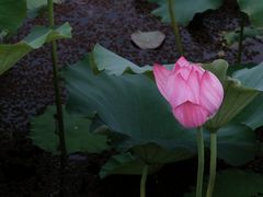 -荷塘月色湿地公园·向阳花洲