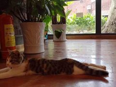 -猫的天空之城概念书店(景德镇陶溪川店)