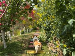 -桃源山庄·水蜜桃采摘·柴火鸡·烧烤团建(龙泉山店)