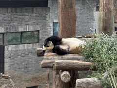 -都江堰中华大熊猫苑