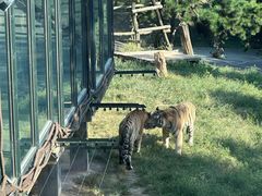 -大连森林动物园