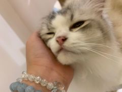 -猫域·湾主题猫咖·宠物吧(南坪城市广场店)