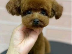 -FAELING PETS美天灵宠物(合生汇店)