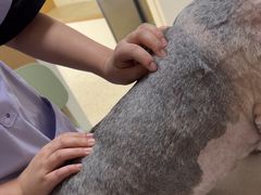-瑞派康怡24h宠物医院·犬猫医疗中心·微创绝育(瑞景分院)