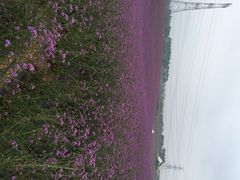 香薰山谷-紫颐香薰山谷景区