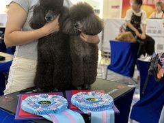 -鑫艺宠物美容培训学校