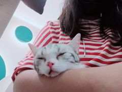 -飞行喵MR PILOT|猫舍·猫咖(静安大融城店)