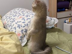 -北京恒爱动物医院(清景园分院)