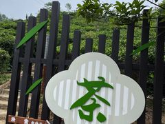 -长沙黑麋峰国家森林公园