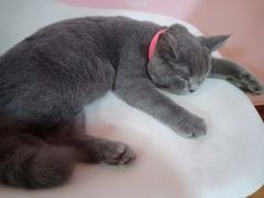 -李小姐の猫咖啡馆(五角场店)