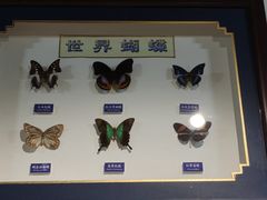 -上海大自然野生昆虫馆(东方明珠·爬宠昆虫探索中心)