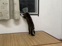 -瑞鹏宠物医院·夜间急症·心超·猫科(祖庙分店)